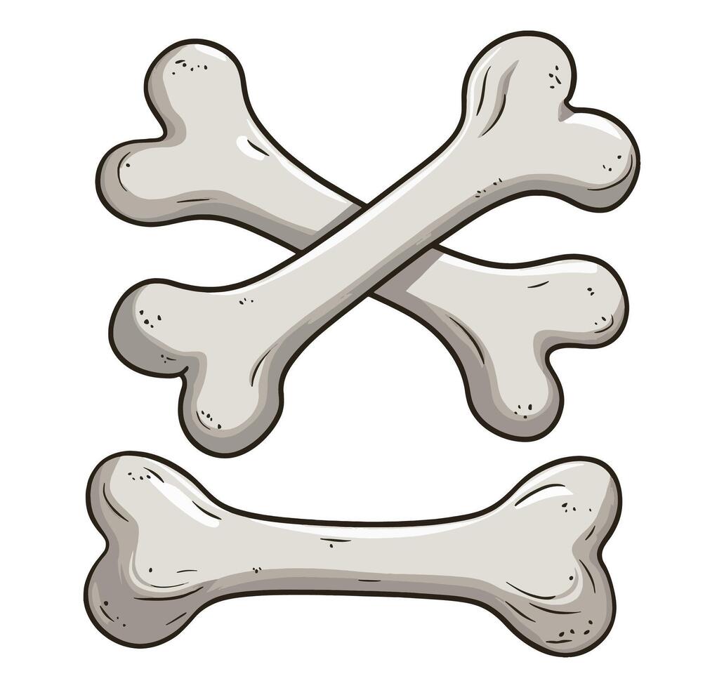Set of human bone skeleton elements. Includes crossed bones for Jolly Roger and pirate flag. vector