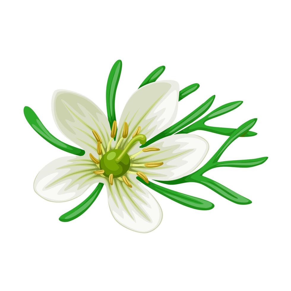 Illustration of Peganum harmala, commonly called wild rue, Syrian rue, African rue, esfand or espand, isolated on white background. vector