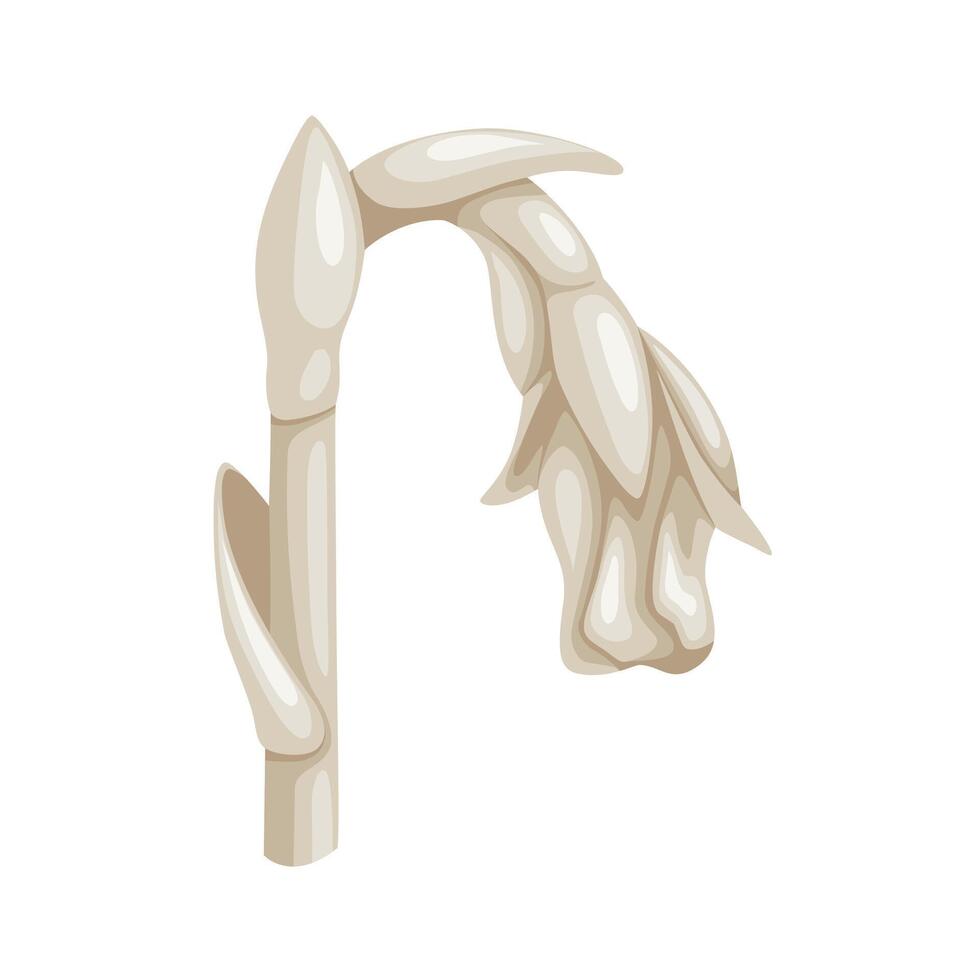 Illustration of Monotropa uniflora, also known as ghost plant, ghost pipe, or Indian pipe, isolated on white background. vector