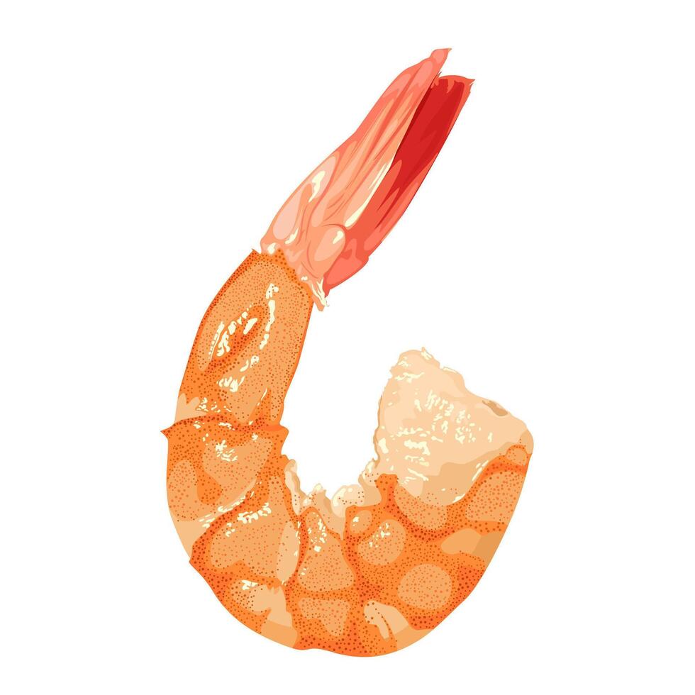 Illustration of a shrimp, isolated on white background. vector
