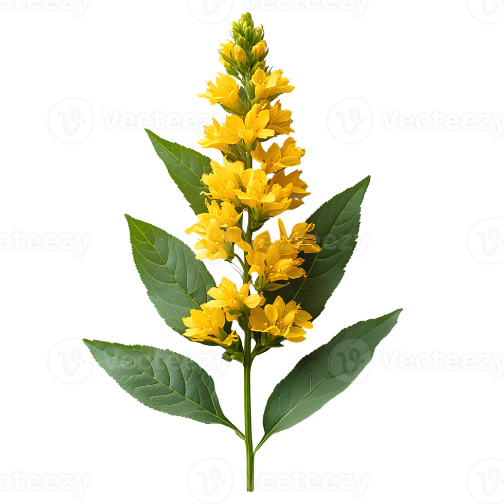 goldenrod . yellow goldenrod flower top view . autumn fall bloom of goldenrod flower flat lay isolated png
