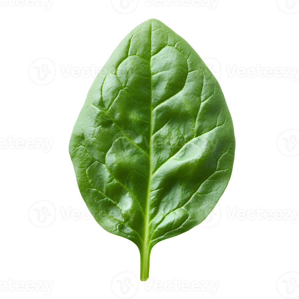 Spinach leaves , isolated on transparent background. Fresh green spinach leaves with vibrant color . Ideal for healthy food, salad ingredients, or organic design elements png
