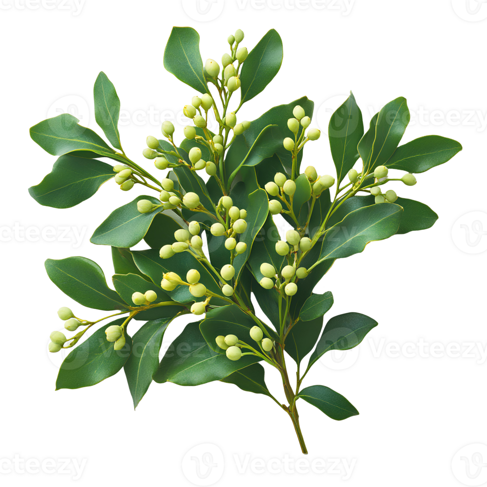 Mistletoe plant top view , flat lay design, isolated on transparent background. Festive green mistletoe with berries, traditional Christmas decoration for holiday celebrations and decor png