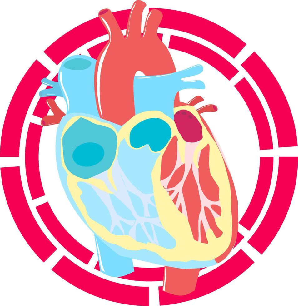Anatomy of the human heart. Heart section. Blood flow. vector