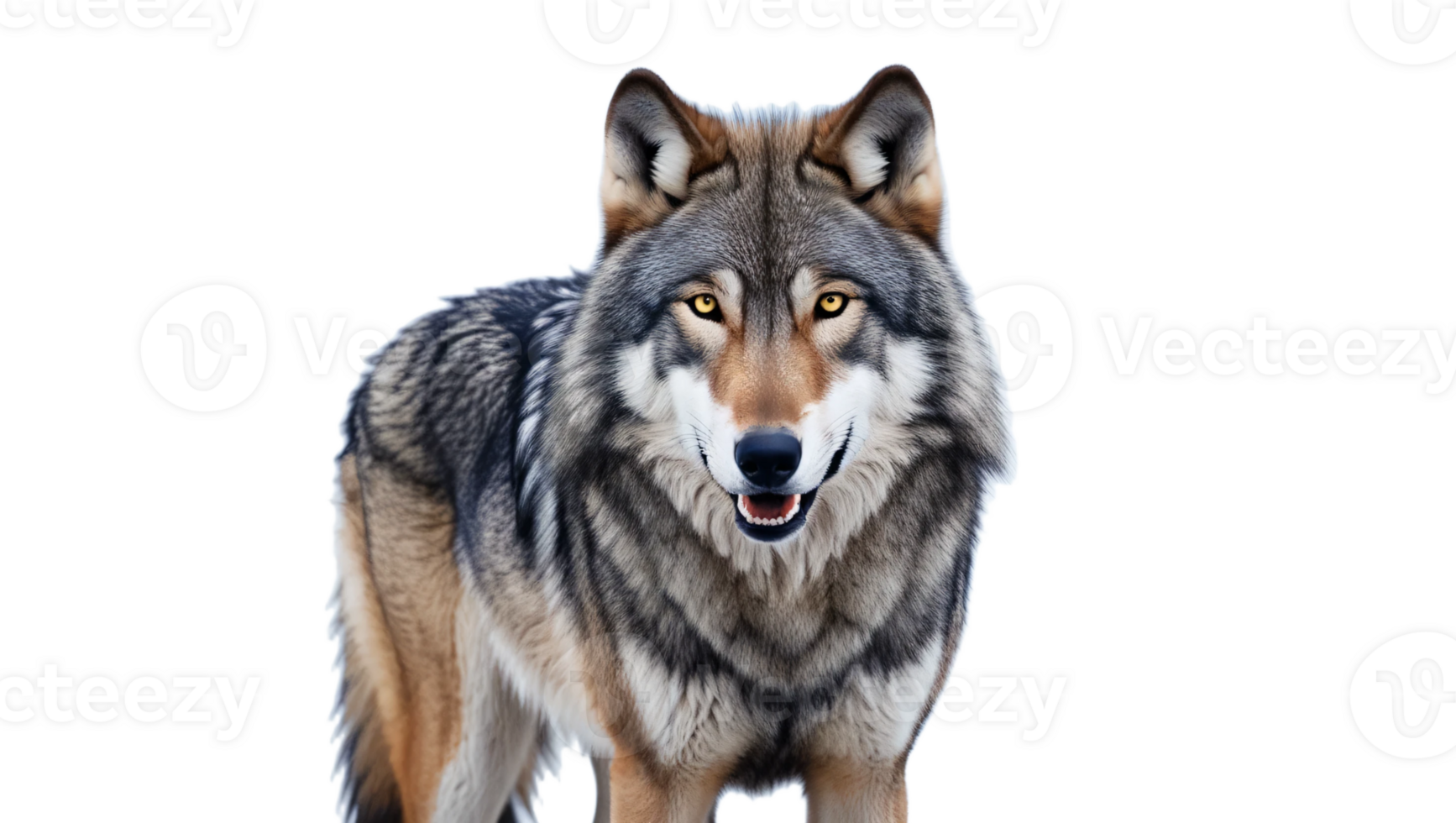 Wolf isolated over a white ot transparent background png