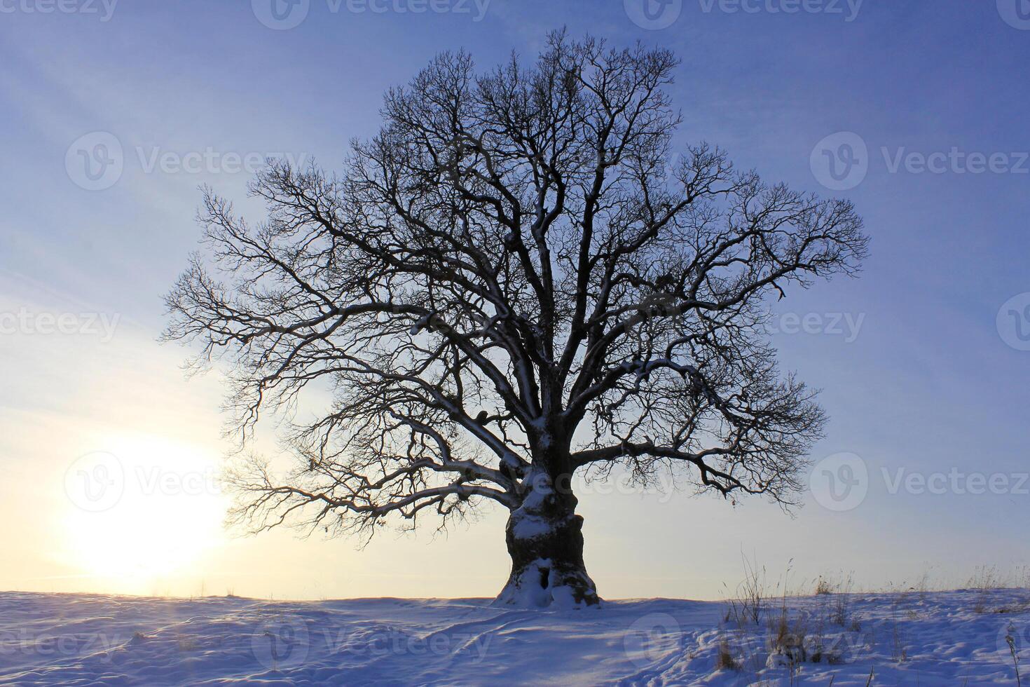 an oak tree with a lush crown in winter. The concept of natural monuments, taking care of nature. photo