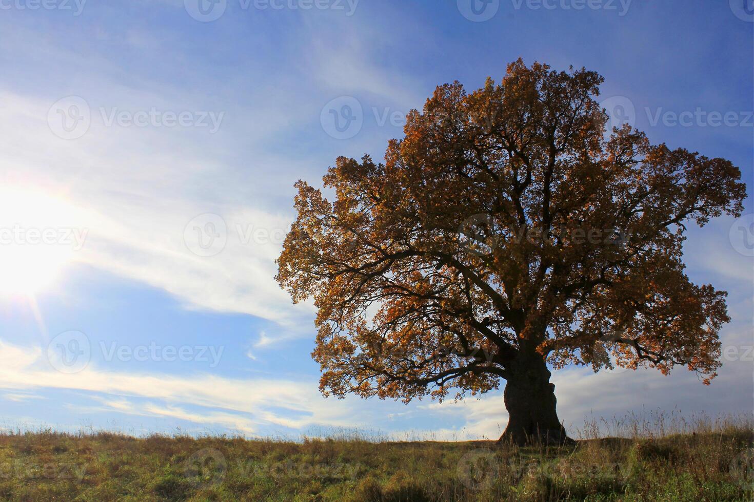 an oak tree with a large crown in autumn. of natural monuments, caring for nature. Golden autumn photo
