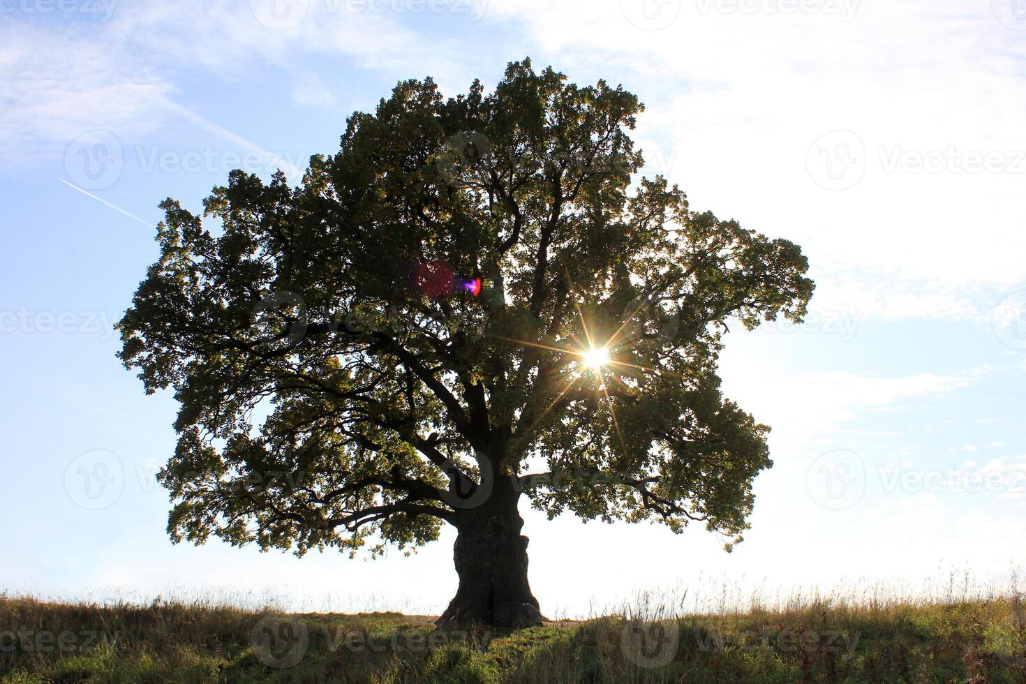 an oak tree with a large crown in autumn. of natural monuments, caring for nature. Golden autumn photo