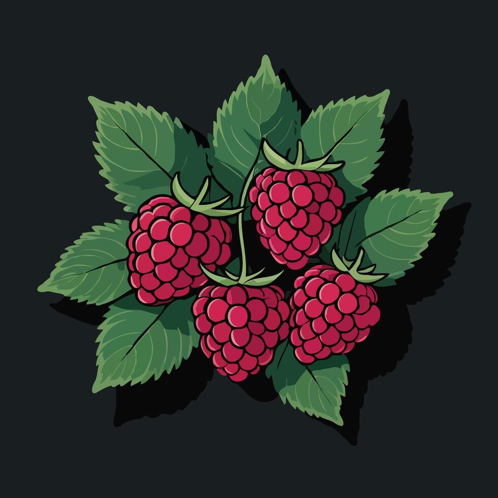 raspberry on black background illustration vector