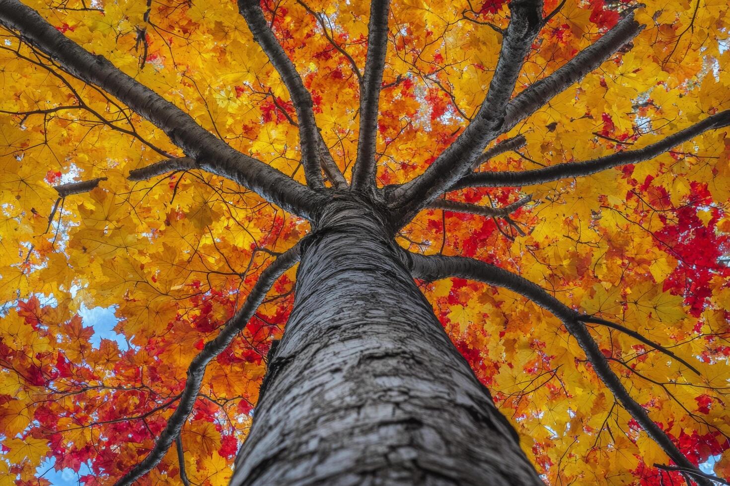 Vibrant autumn foliage viewed from the base of a tree on a clear sunny day in the park photo