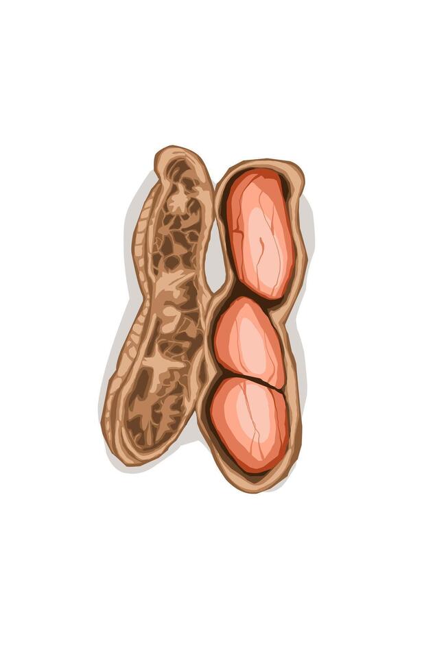 peanut object with skin on a white background vector