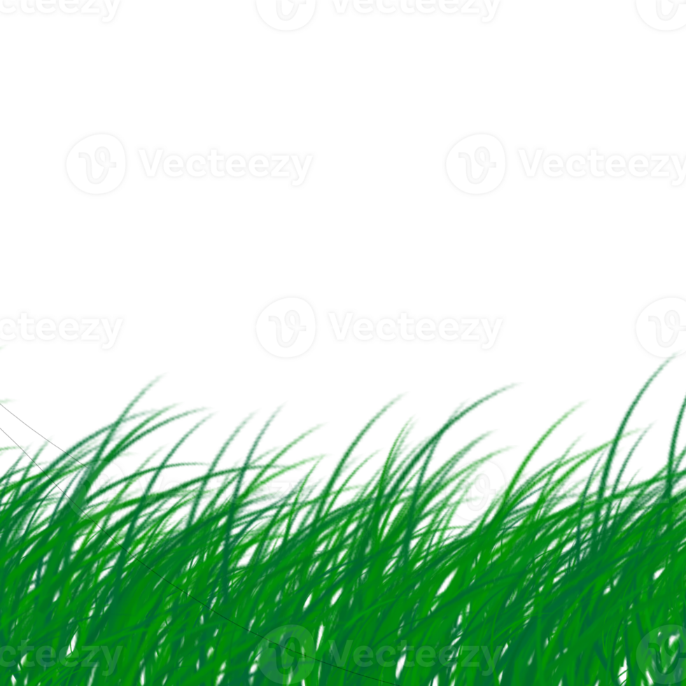 Grass with transparent background png