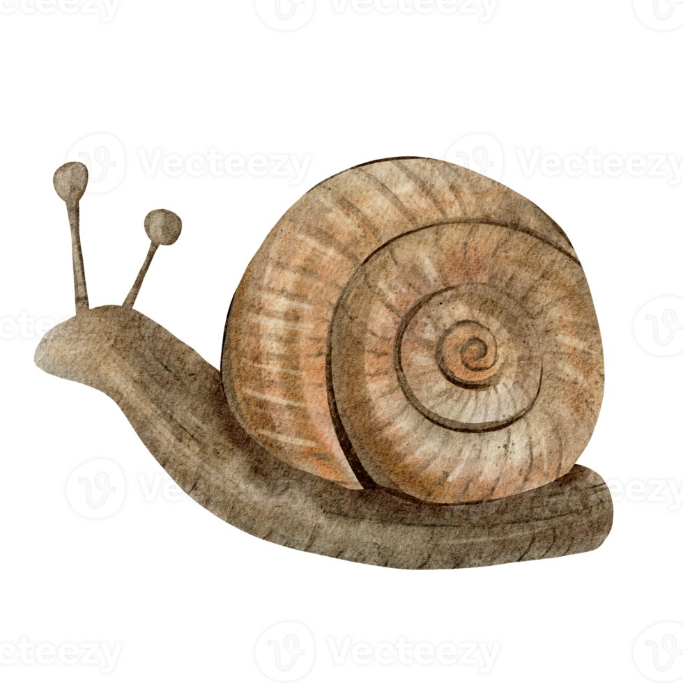 Brown snail with a spiral shell. Watercolor illustration. Hand drawn and detailed, it captures the slow, earthy nature of the creature, perfect for nature, wildlife, or garden related designs. png
