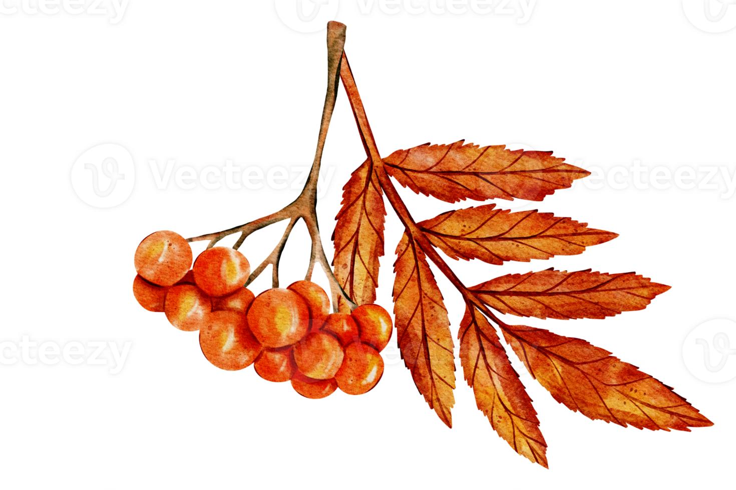 Orange autumn berries and leaves on a branch. Watercolor illustration. Detailed, hand drawn nature art with vibrant fall colors. Suitable for seasonal designs, autumn decor, or botanical themes. png