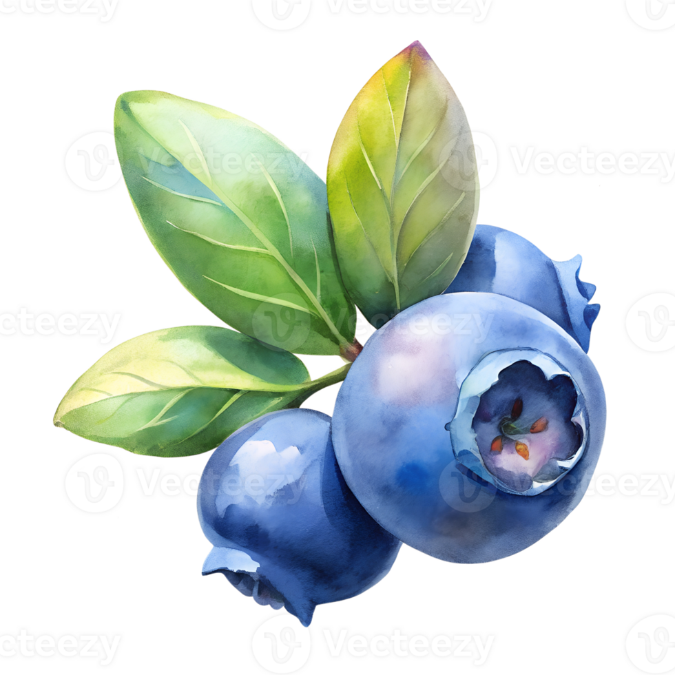 Watercolor hand drawn blueberrys with leaves stems isolate on transparency background png