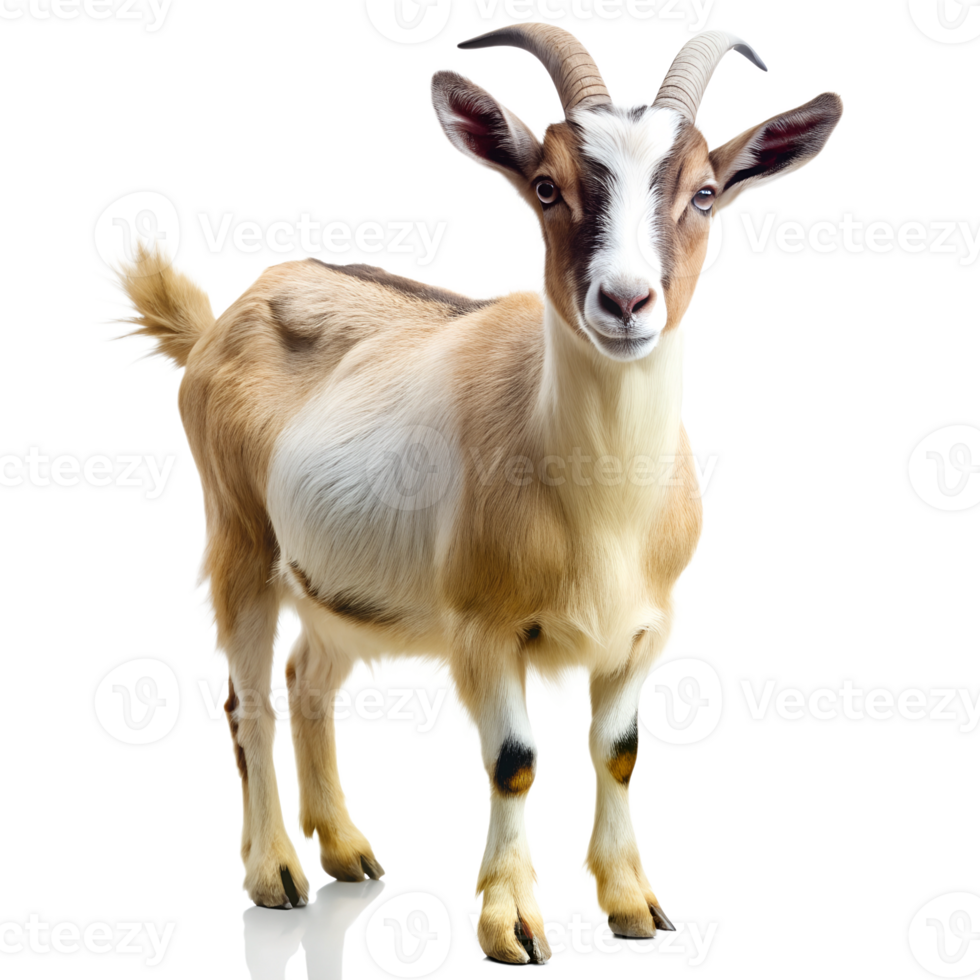 Goat isolate on transparency background png
