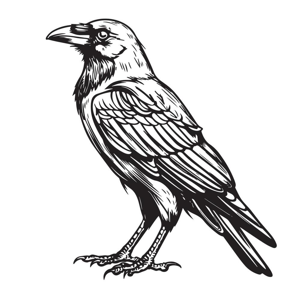 A black and white drawing of a raven vector