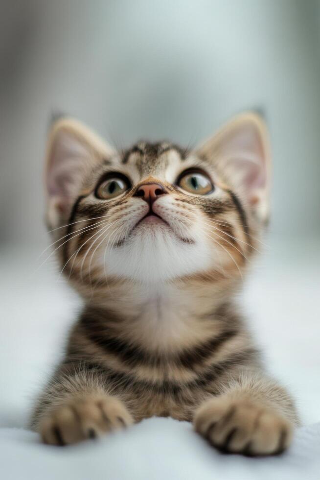 Cute tabby kitten resting on a soft surface in a cozy indoor setting during daylight hours photo