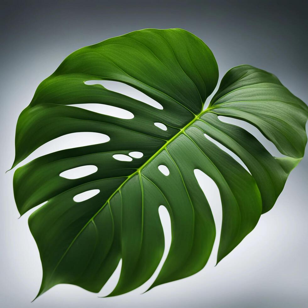 Monstera Leaf, close-up of a Monstera leaf, distinctive split edges and deep green color photo