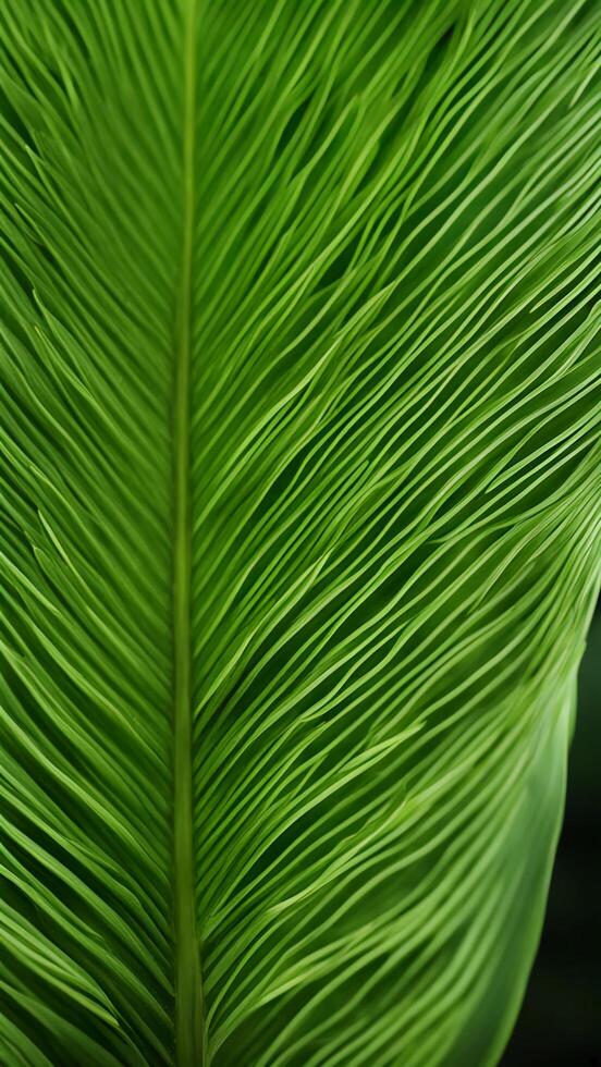 Lush Palm Leaf, close-up of a tropical palm leaf, long arching fronds, pattern of light and shadow photo