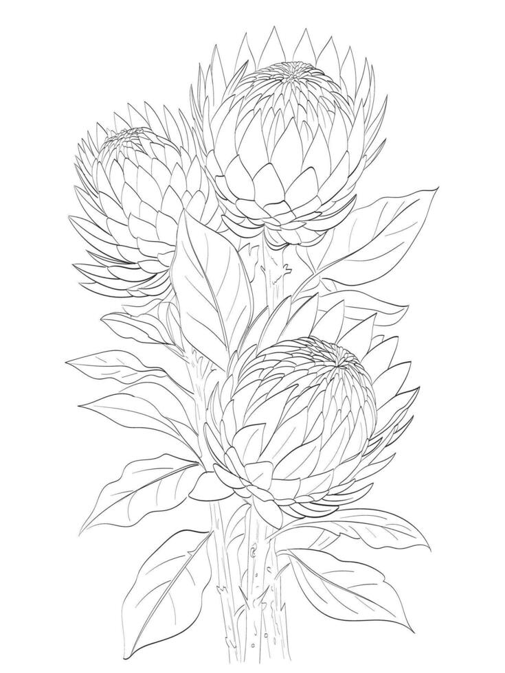 Protea flower Illustration vector