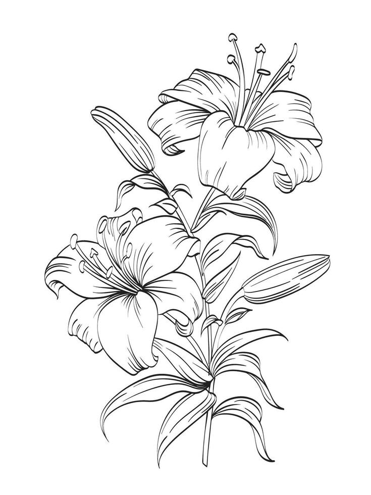 Lily flower Illustration vector