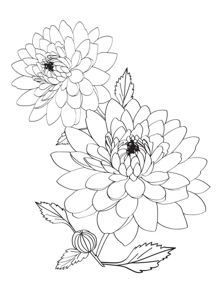Calendula flower Illustration vector