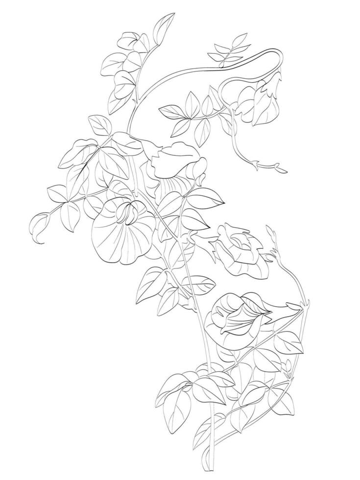 Butterfly Pea Illustration vector