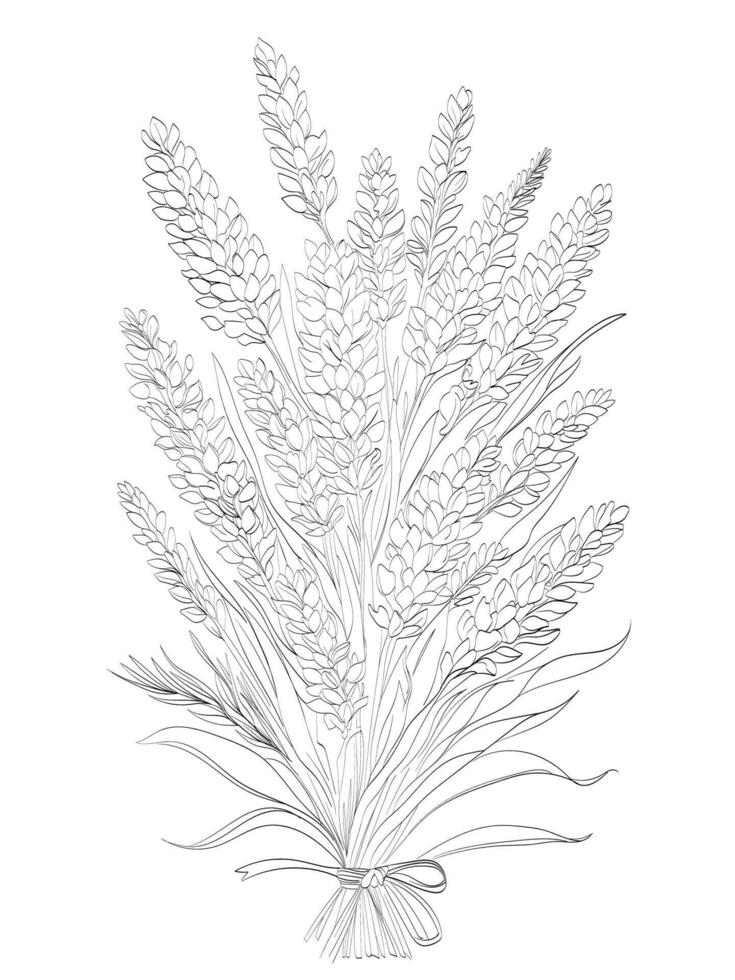 Lavender flower Illustration vector