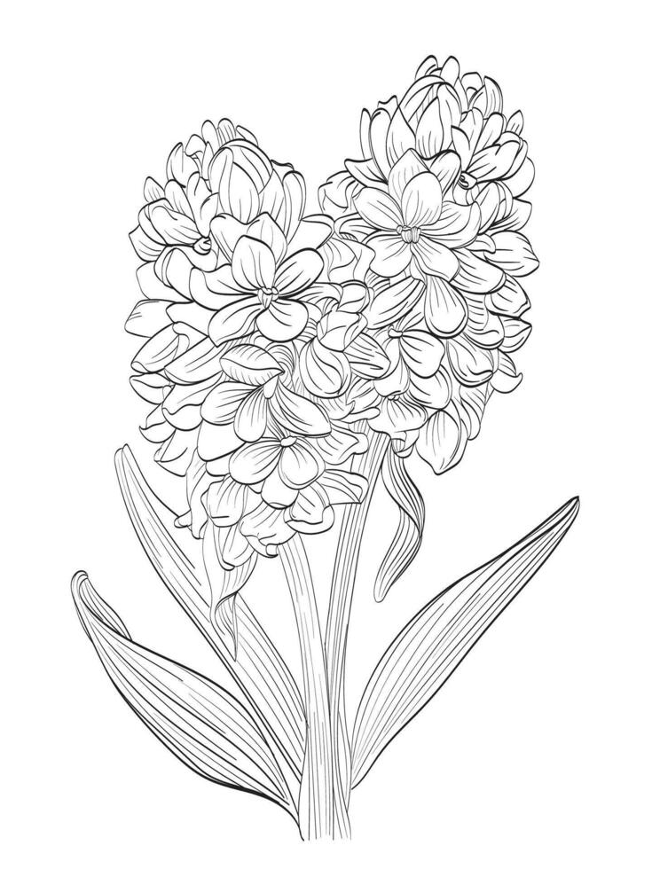 Hyacinth flower Illustration vector