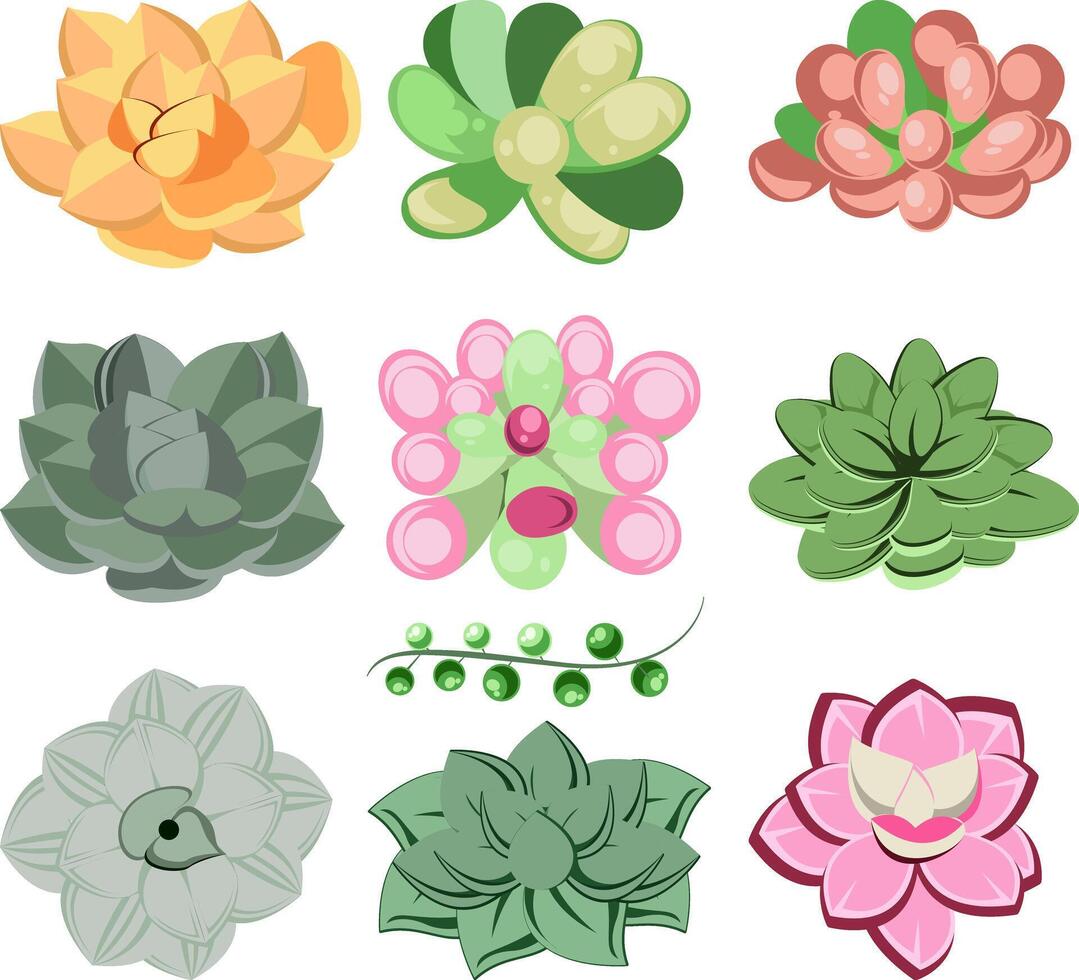 Colorful Succulent Plants Collection Illustration vector