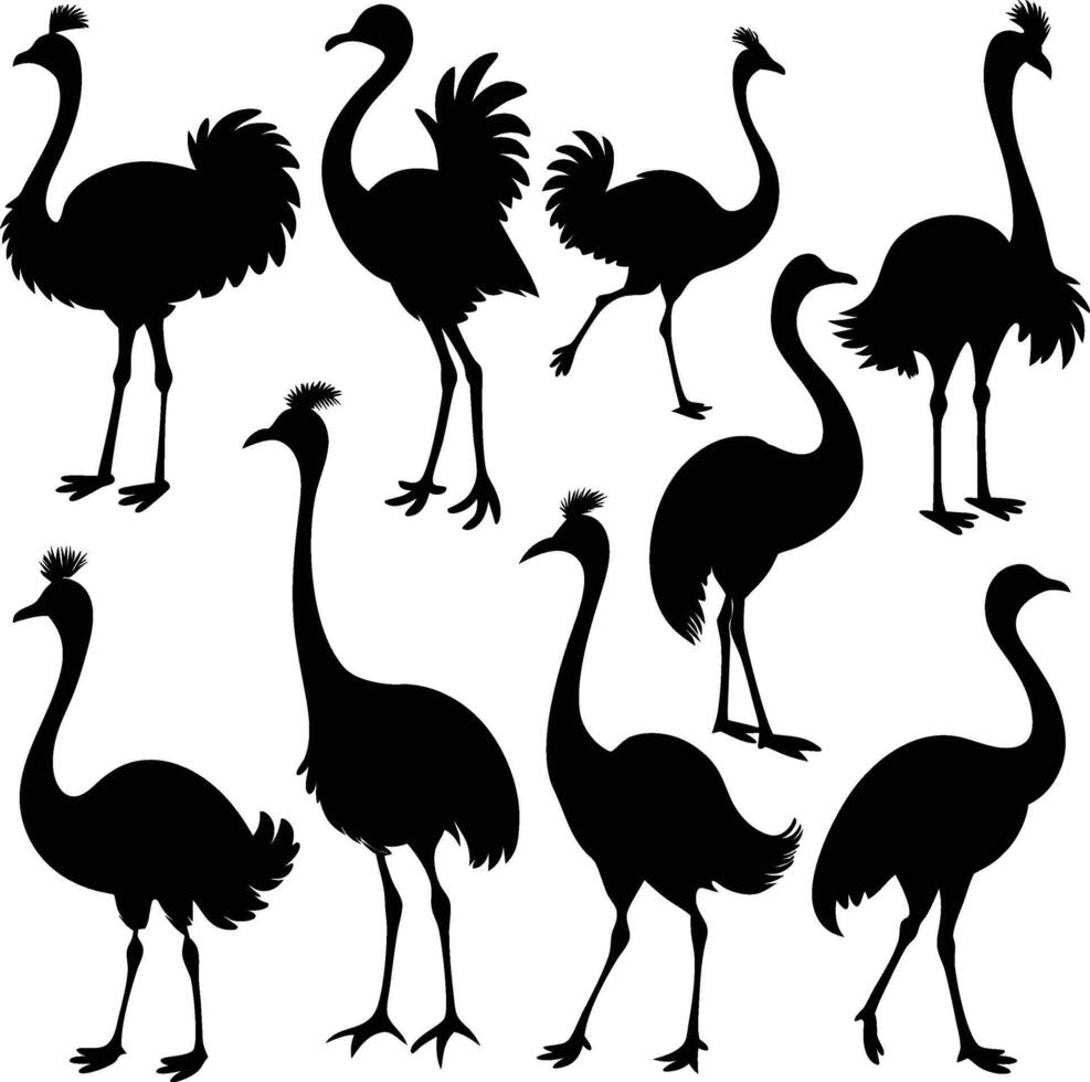 Isolated ostrich Silhouettes in Various Poses on White Background vector