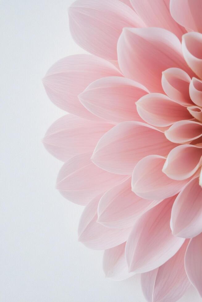Soft pink flower petals in close-up against a light background during daylight photo