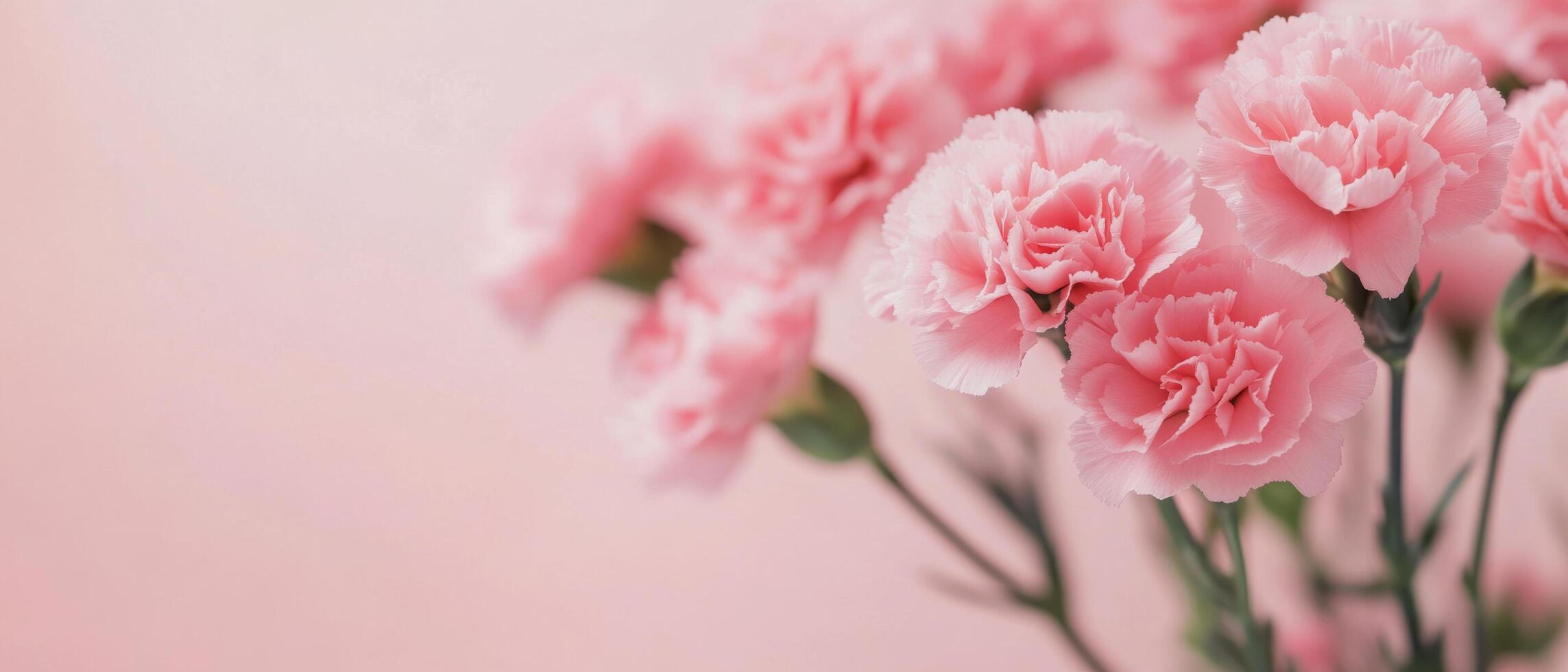 Delicate pink carnations arranged beautifully against a soft pastel background photo