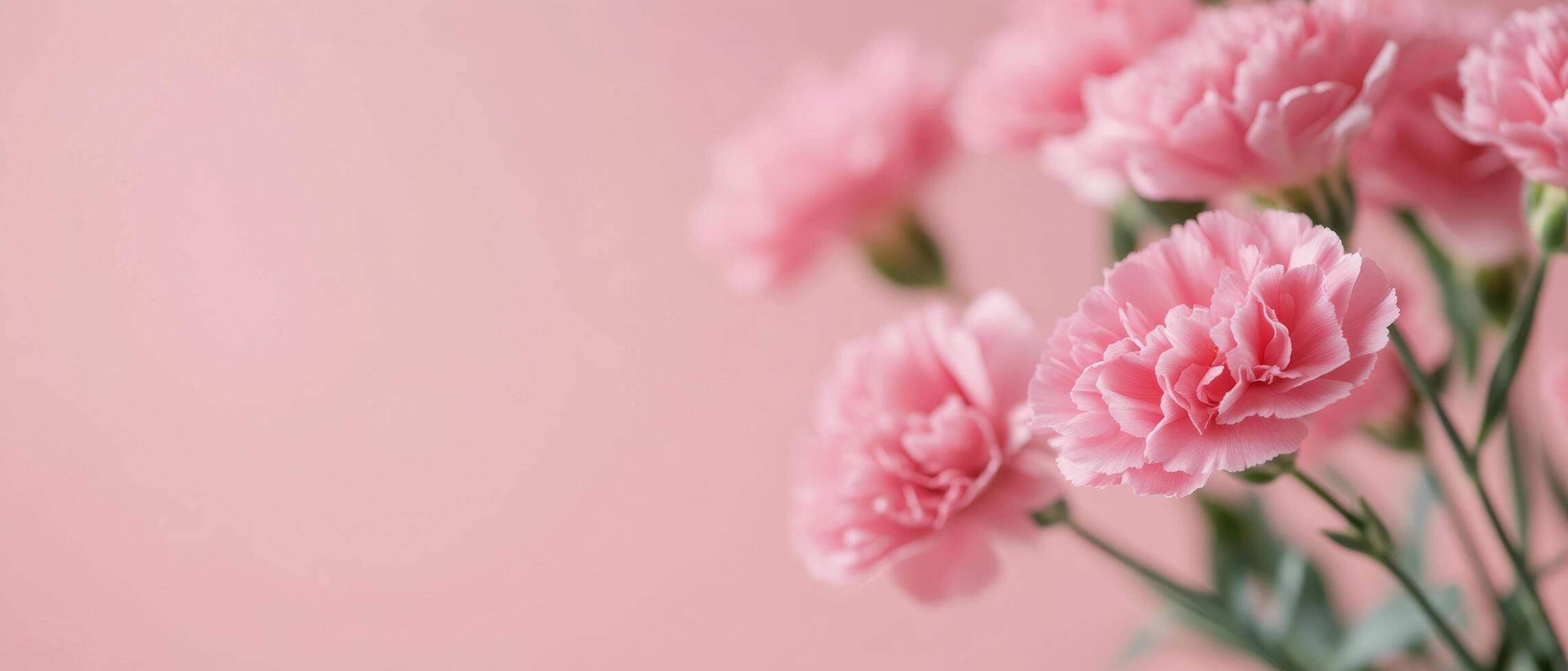 Delicate pink carnations arranged beautifully against a soft pastel background photo