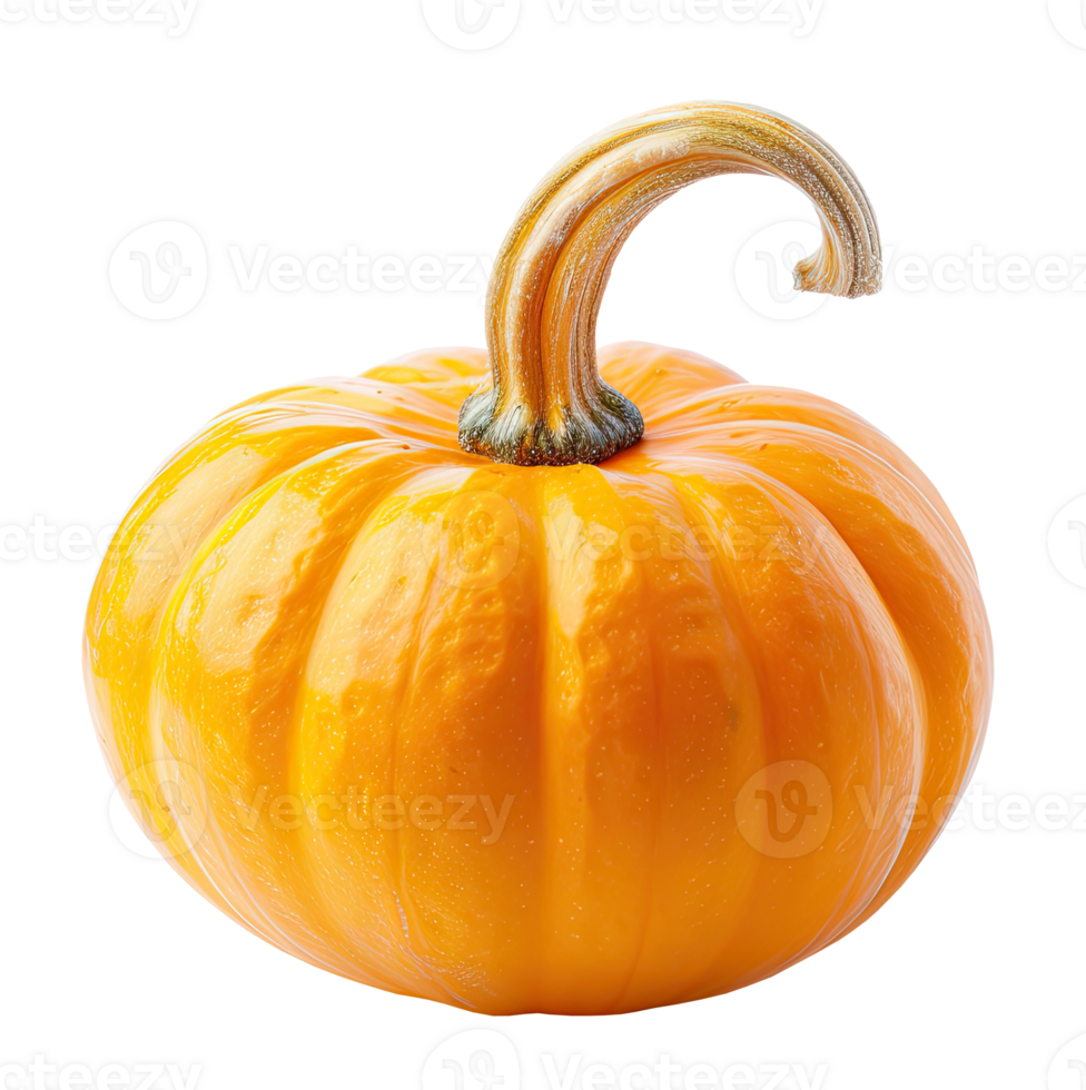 Pumpkin isolated on transparent background png
