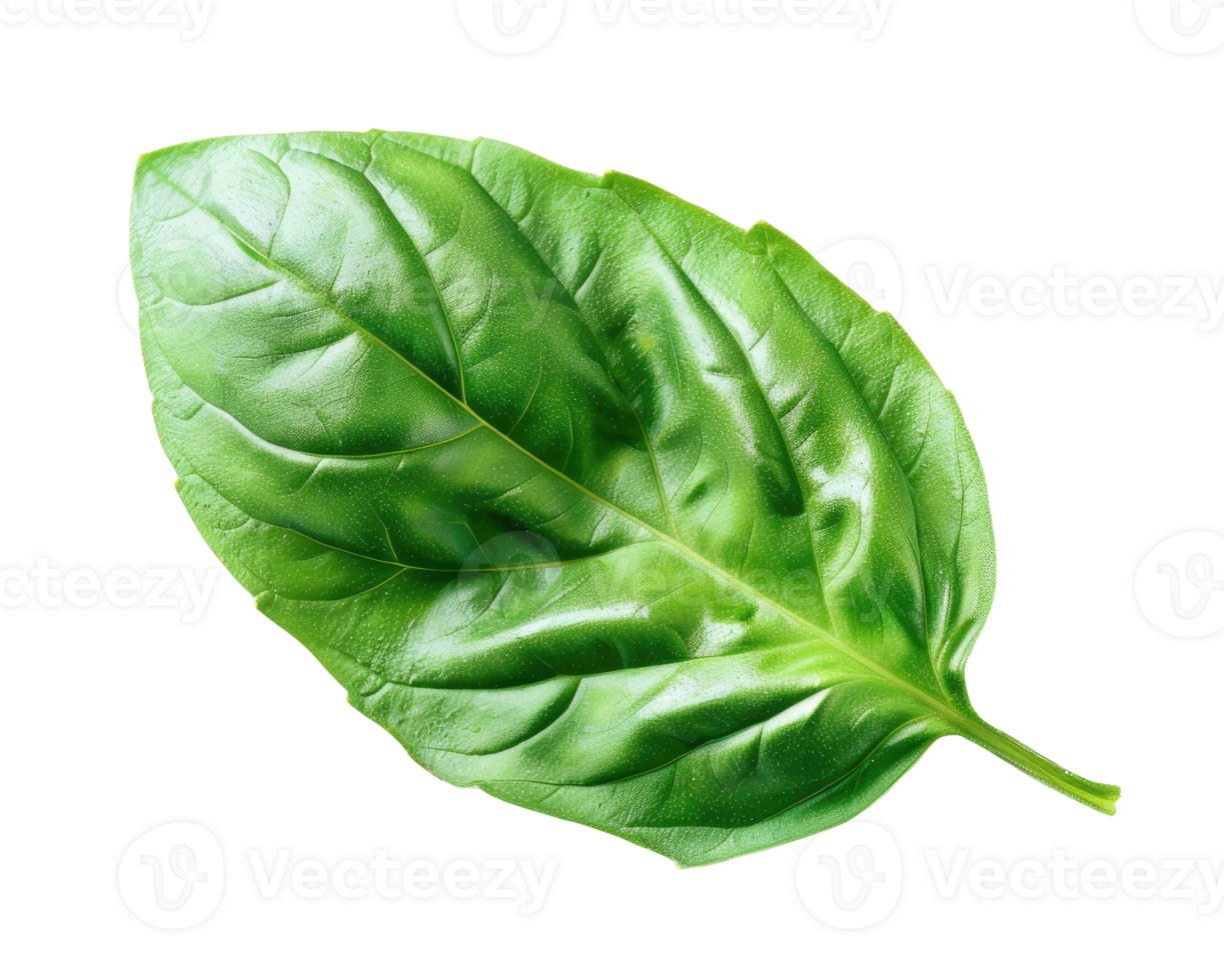 Basil Leaf Macro png