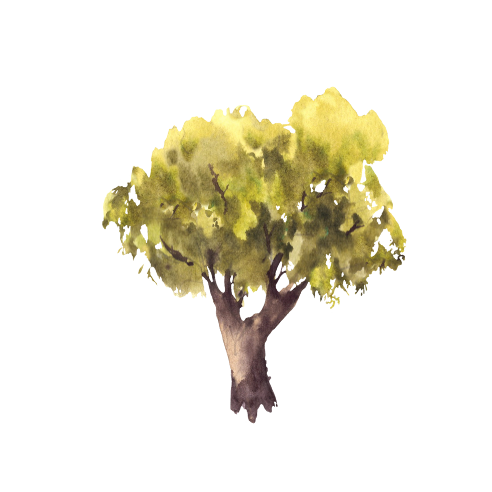 Deciduous green tree. Hand painted watercolor illustration. Silhouettes of leafy bushes, oak, linden, olive, alder or beech tree for your botanical or landscape design. Isolated from background png