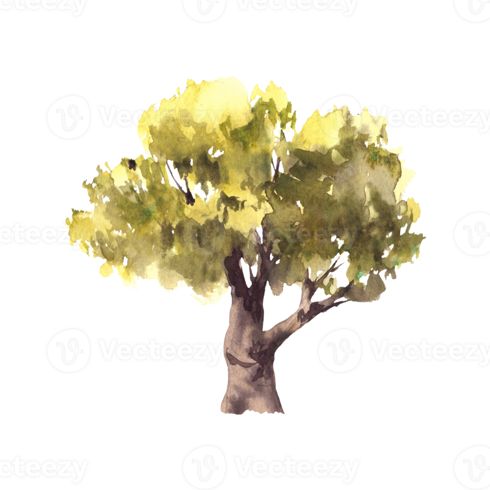 Deciduous green tree. Hand painted watercolor illustration. Silhouettes of leafy bushes, oak, linden, olive, alder or beech tree for your botanical or landscape design. Isolated from background png