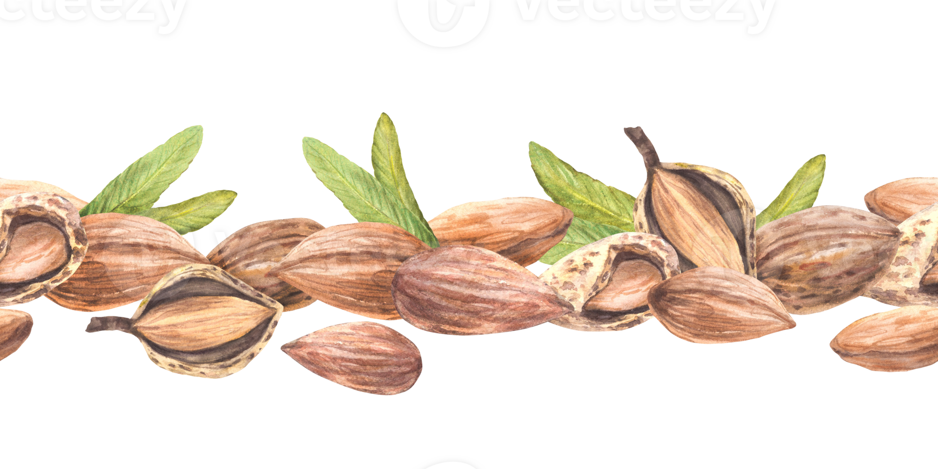Almond nuts, tree branch with leaves and flowers seamless border. Shelled and unshelled nuts horizontal pattern. Food label design. Watercolor illustration hand drawn Clipart Isolated from background png