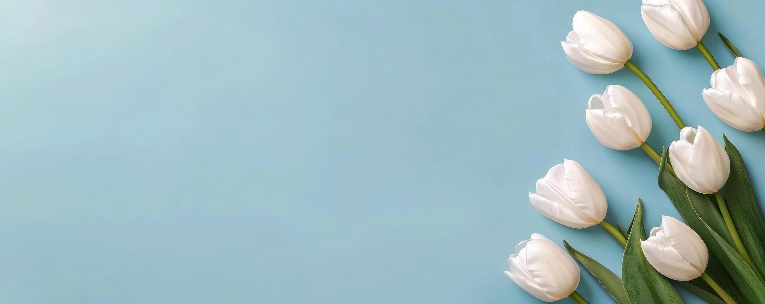 White tulips arranged on a pastel blue background for a fresh spring decoration idea photo