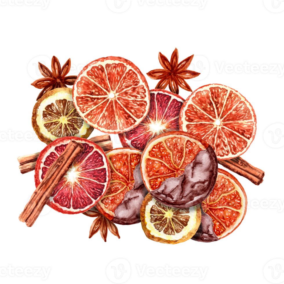 Aquarelle Picture of isolated Christmas dried oranges, Cinnamon and Badian isolated on the white background png