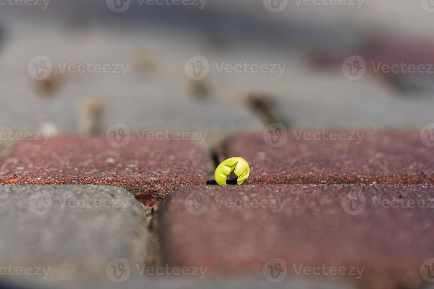A small sprout of a tree with a green leaf makes its way through concrete tiles photo