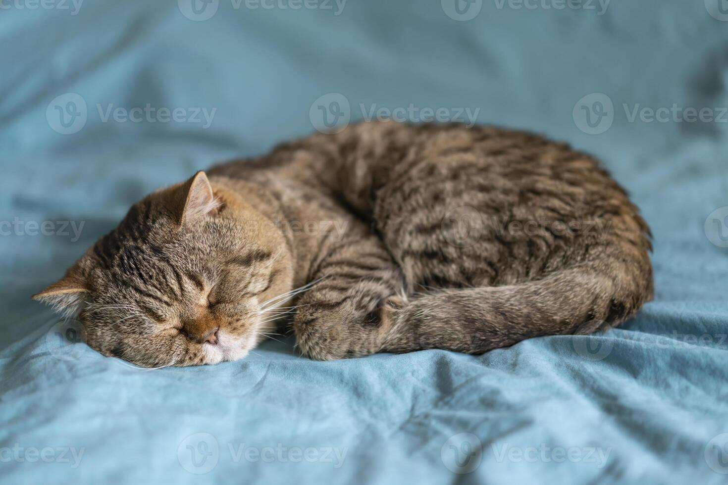A striped British Shorthair cat with a chocolate spot sleeps on a turquoise blanket photo