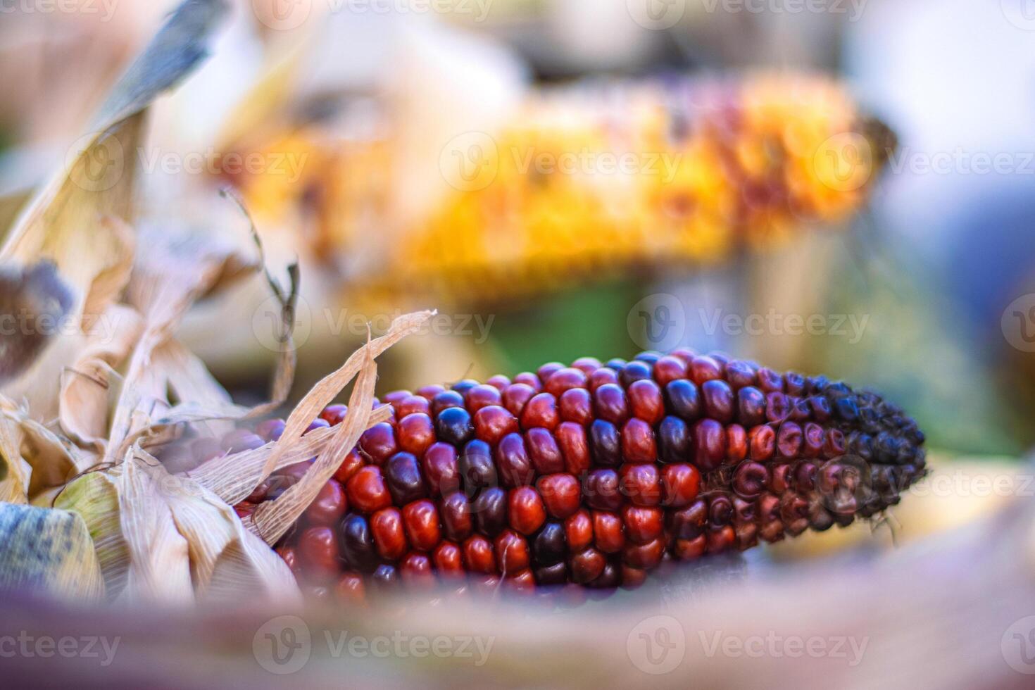 A closeup shot of a vibrant red ear of Indian corn on the cob with natural husks. A detailed view of a red ear of maize against a natural background, Perfect for autumn harvest or seasonal decorations photo