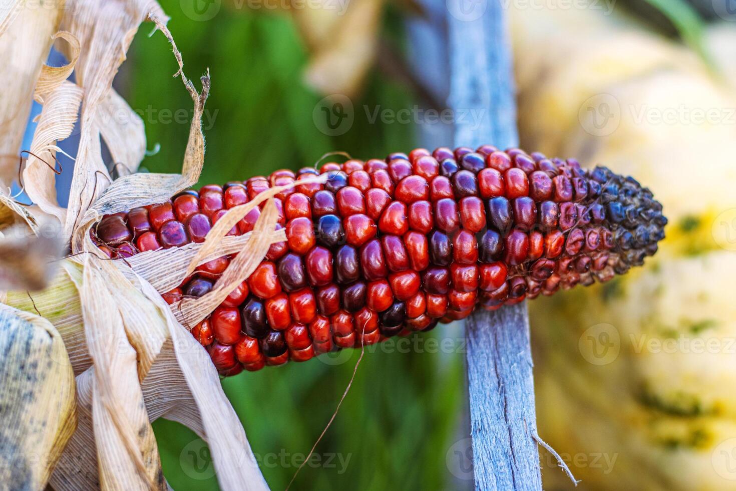 A closeup shot of a vibrant red ear of Indian corn on the cob with natural husks. A detailed view of a red ear of maize against a natural background, Perfect for autumn harvest or seasonal decorations photo