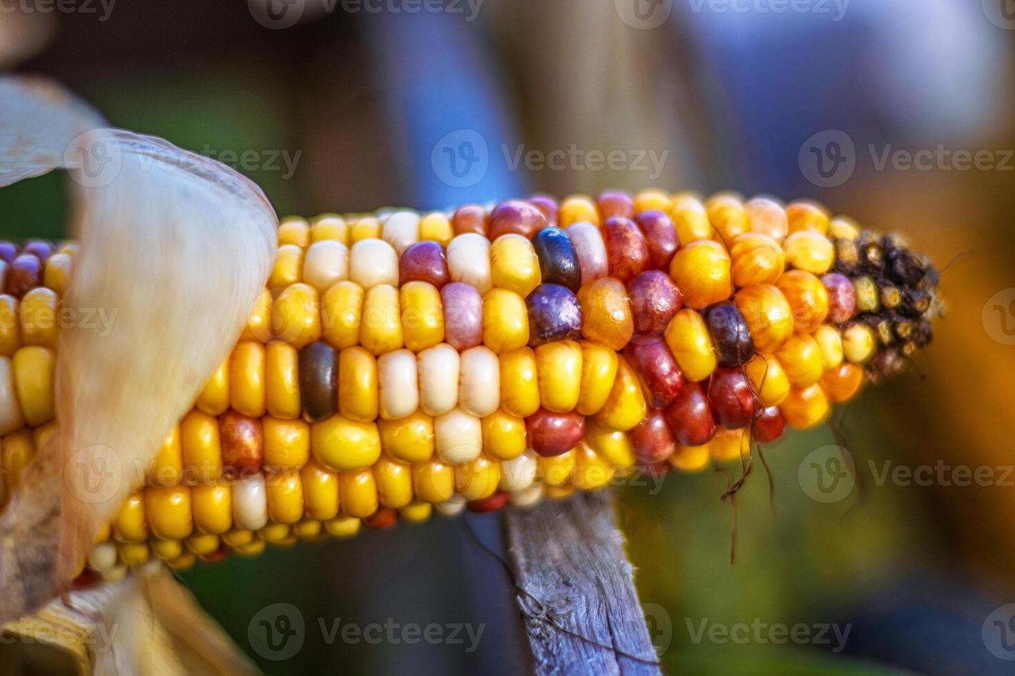 Detailed closeup view of yellow ear of Indian corn on the cob with natural husks. A detailed view of maize against a natural background, Perfect for autumn harvest or seasonal decorations. photo