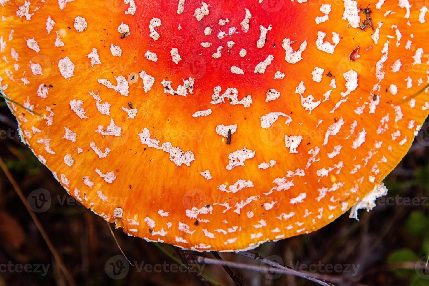 Closeup of the classic fly agaric mushroom withd red orange cap with white spots, Top view of Amanita muscaria fungus growing on a forest floor. Vibrant texture of the wild toadstool fungi in autumn. photo