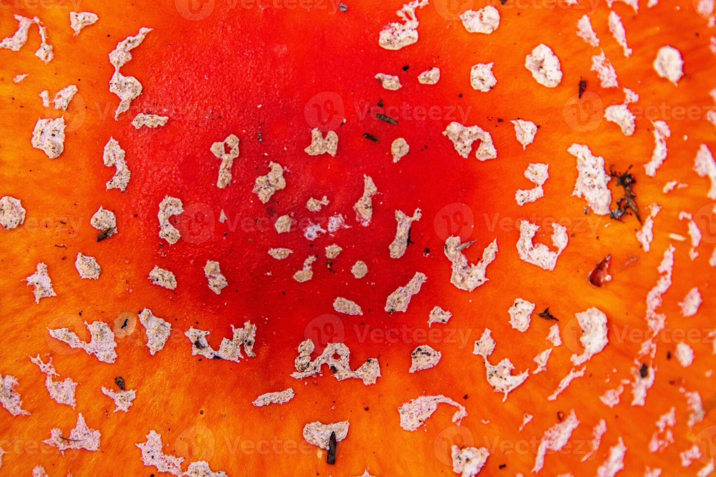 Closeup of the classic fly agaric mushroom withd red orange cap with white spots, Top view of Amanita muscaria fungus growing on a forest floor. Vibrant texture of the wild toadstool fungi in autumn. photo