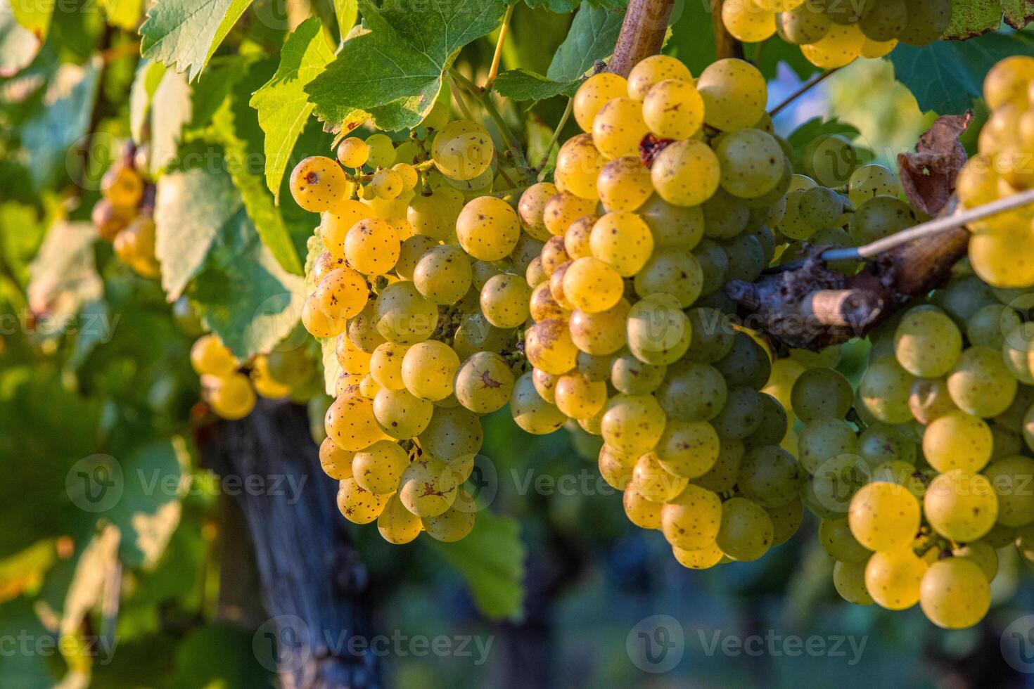 Clusters of ripe fresh golden organic riesling or silvaner grapes on the vine, ready for harvesting. Sunlit vineyard with ripening green yellow grapevines. Wuerzburg, Franconia, Bayern, Germany photo